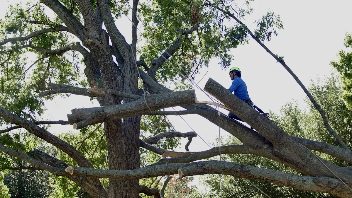 Professional Hazardous Tree Removal performed by certified arborists in Derby