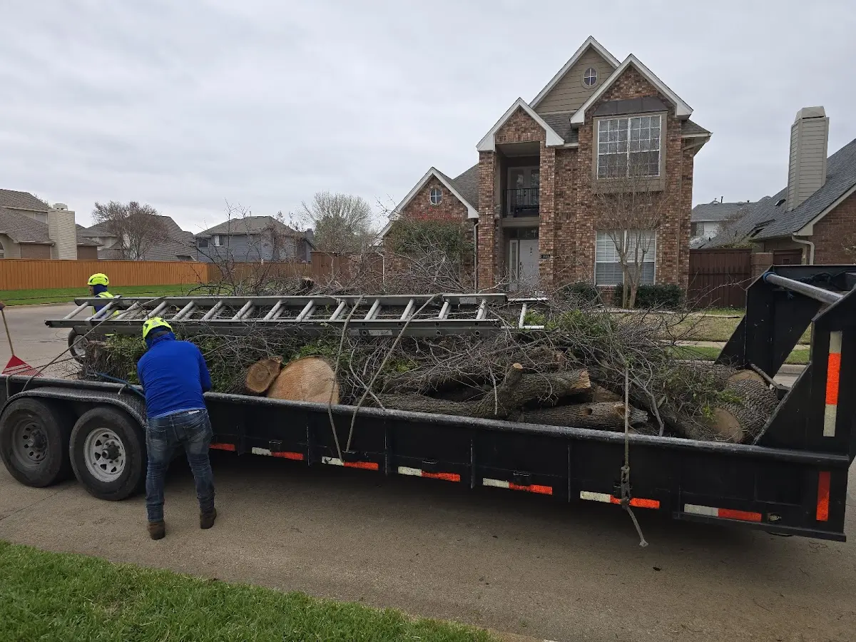 Expert Tree Removal with proper safety equipment in Derby